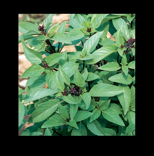 Sweet Thai Basil Seeds (Ocicmum Basilicum)